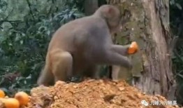 猴子爆料最新视频大全在线观看,最新视频大全精彩瞬间，在线观看不容错过！